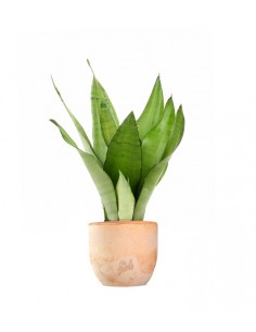 Sansevieria Moonshine 2