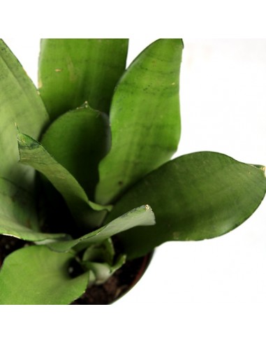 Sansevieria Moonshine