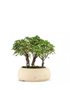 Olmo Zelkova Boschetto M