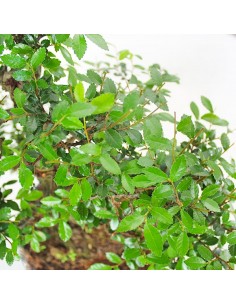 Olmo Zelkova Boschetto M 2