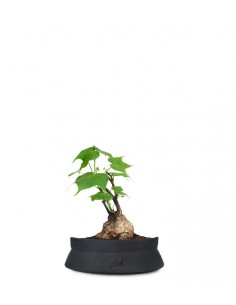 Firmiana colorata  2