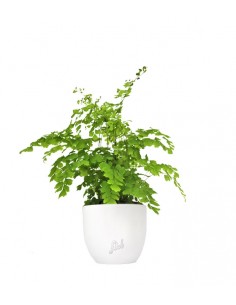 Adiantum