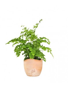 Adiantum 2