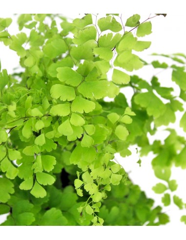 Adiantum