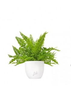 Felce Nephrolepis Exaltata