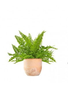 Felce Nephrolepis Exaltata 2