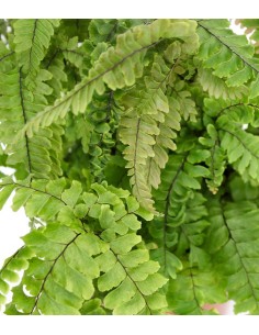 Adiantum hispidulum 2