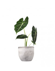 Alocasia Green Velvet 2