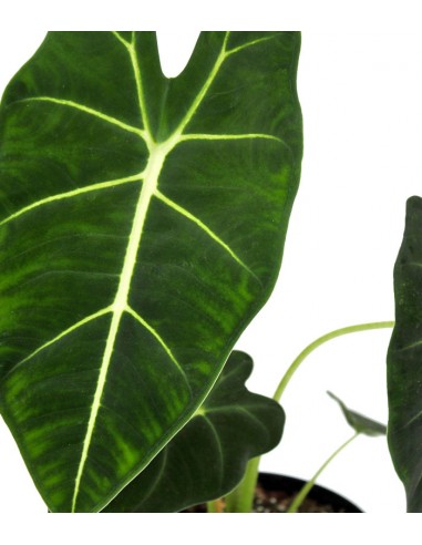Alocasia Frydeck Green Velvet