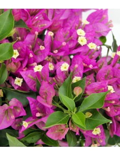 Bougainvillea cespuglio 2