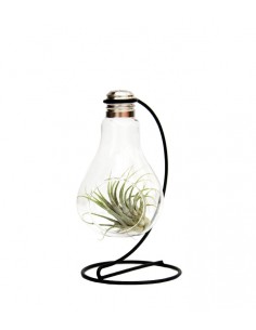 Tillandsia in vetro con...