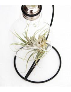 Tillandsia in vetro con... 2
