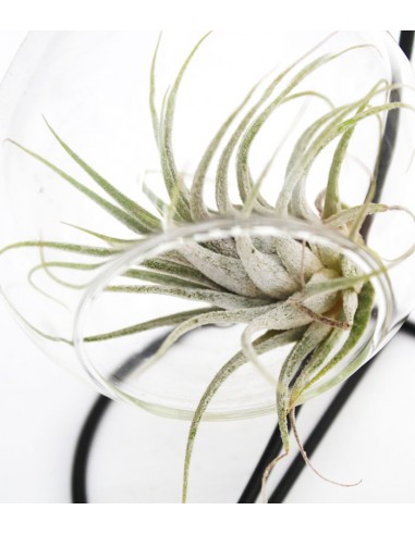 Tillandsia in vetro con supporto