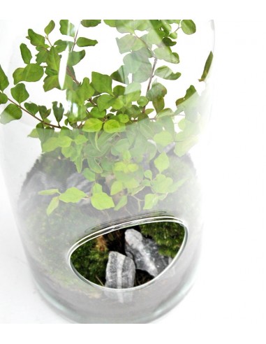 Ligustro bonsai in terrarium 