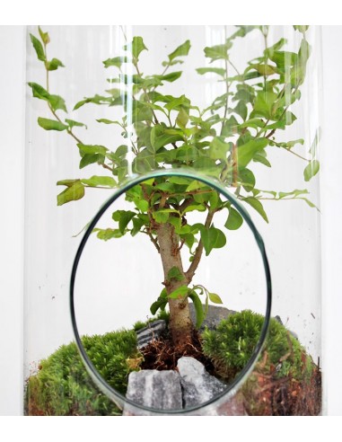 Ligustro bonsai in terrarium 