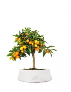 Fortunella margarita | Kumquat