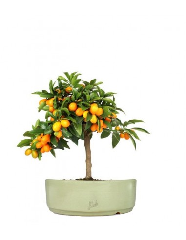 Fortunella margarita | Kumquat