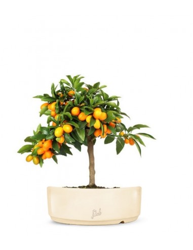 Fortunella margarita | Kumquat