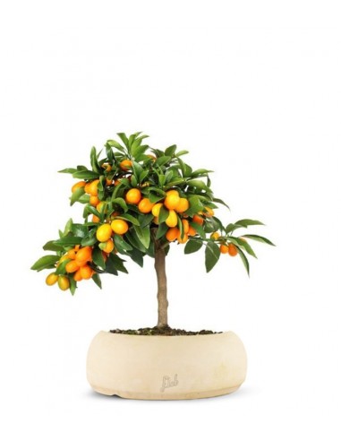 Fortunella margarita | Kumquat