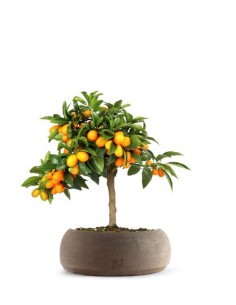 Fortunella margarita | Kumquat 2