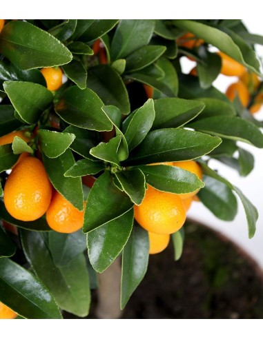 Fortunella margarita | Kumquat