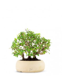 Carmona Boschetto M 2