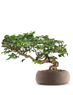 Carpino Bonsai