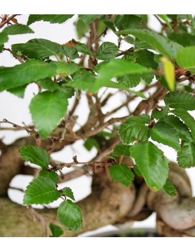 Carpino Bonsai