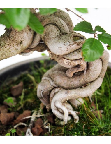 Carpino Bonsai Carpino Bonsai