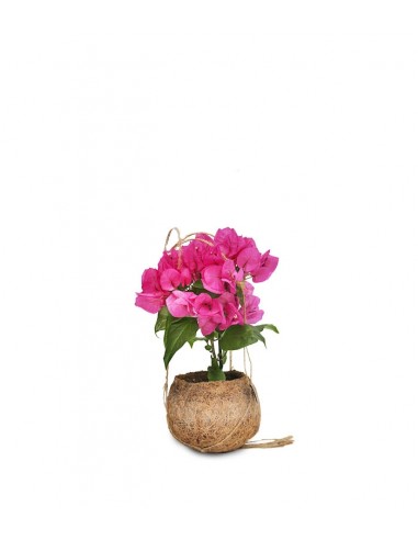 Bougainvillea in fibra di cocco