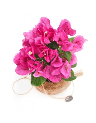 Bougainvillea in fibra di cocco