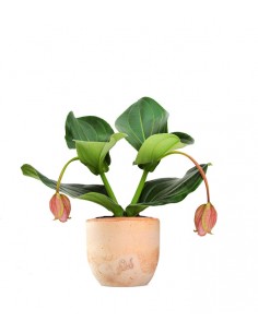 Medinilla Magnifica