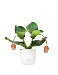 Medinilla Magnifica 2