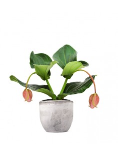 Medinilla Magnifica 2