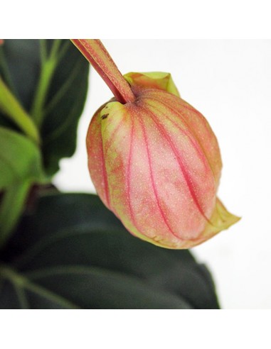 Medinilla Magnifica