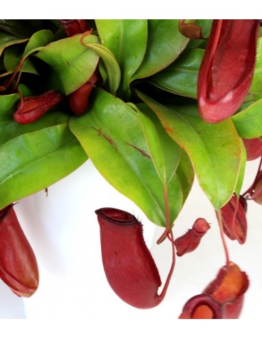 Nepenthes Bloody Mary XL