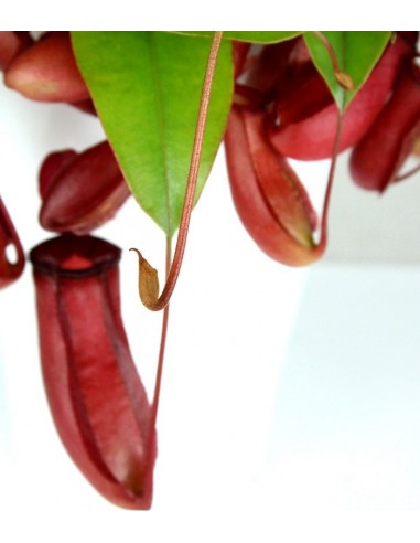 Nepenthes Bloody Mary XL