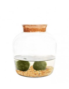 Marimo in vetro