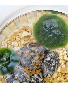 Marimo in vetro 2