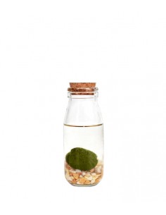 Marimo in vetro Single