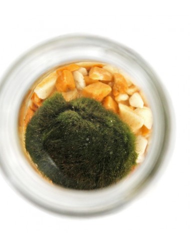 Marimo in vetro