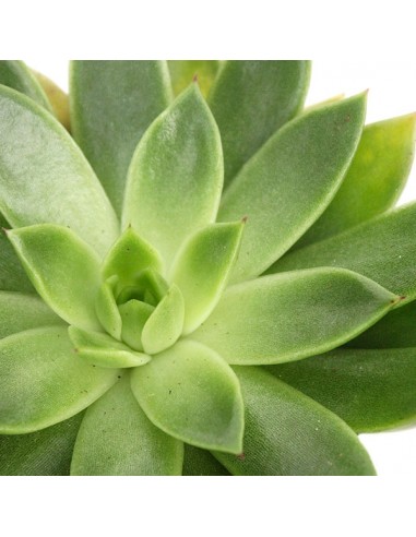 ECHEVERIA AGAVOIDES