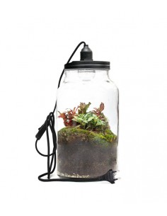 Lampada terrarium con Fittonia