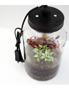 Lampada terrarium con Fittonia 2