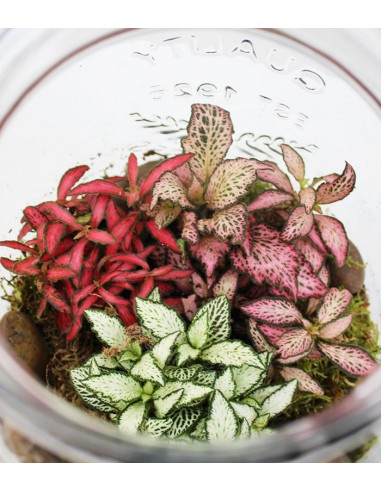 Lampada terrarium con Fittonia