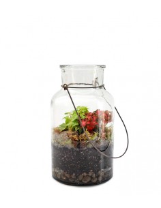 Mix piante verdi in terrarium
