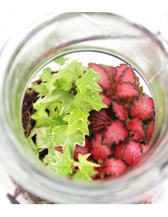 Mix piante verdi in terrarium 2