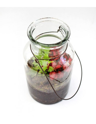 Mix piante fittonia in terrarium