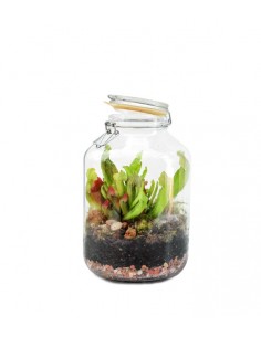 Sarracenia in terrarium
