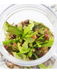 Sarracenia in terrarium 2
